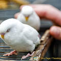 These white birds were so domesticated. They didn't have to be kept in cages.